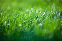 Herbe coupée