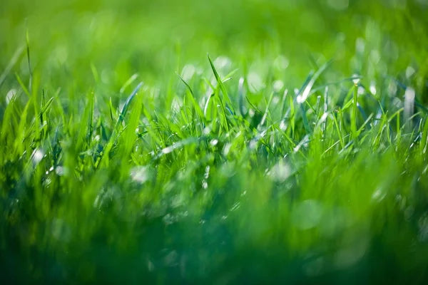 Herbe coupée